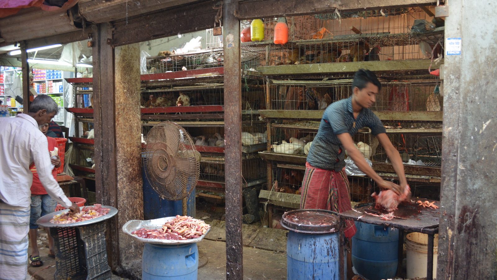 Man preparing chicken carcass in live bird market, Bangladesh