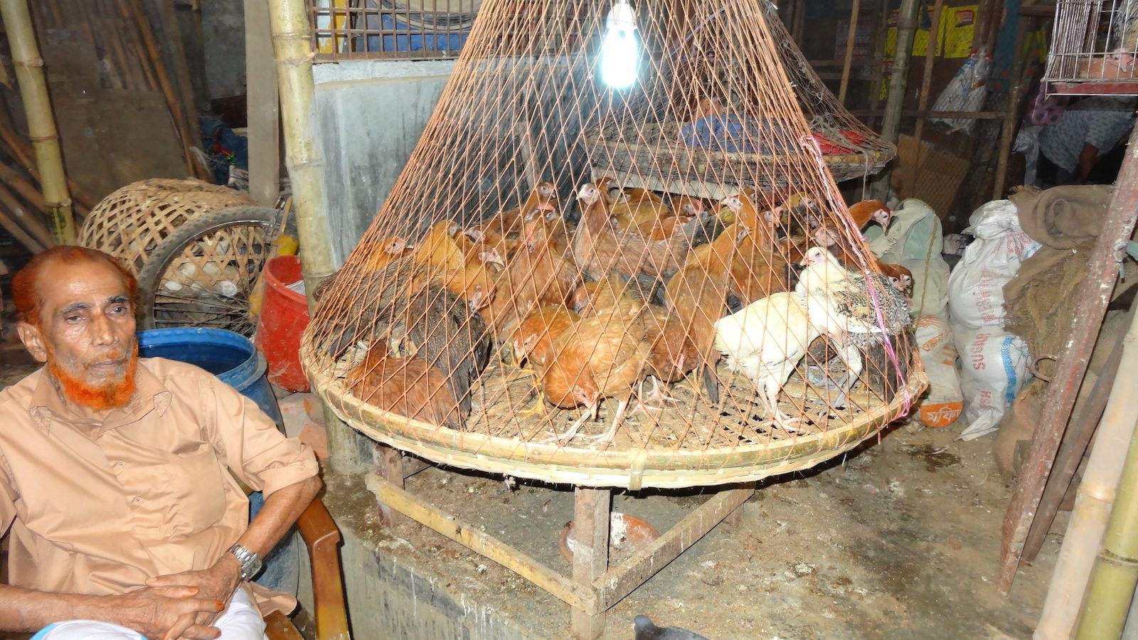 Man next to caged chickens in live bird market, Bangladesh