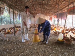 farmers on chicken farm Vietnam