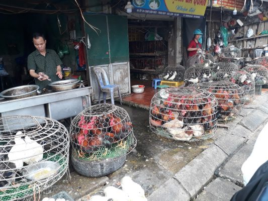 Man at live bird market in Vietnam