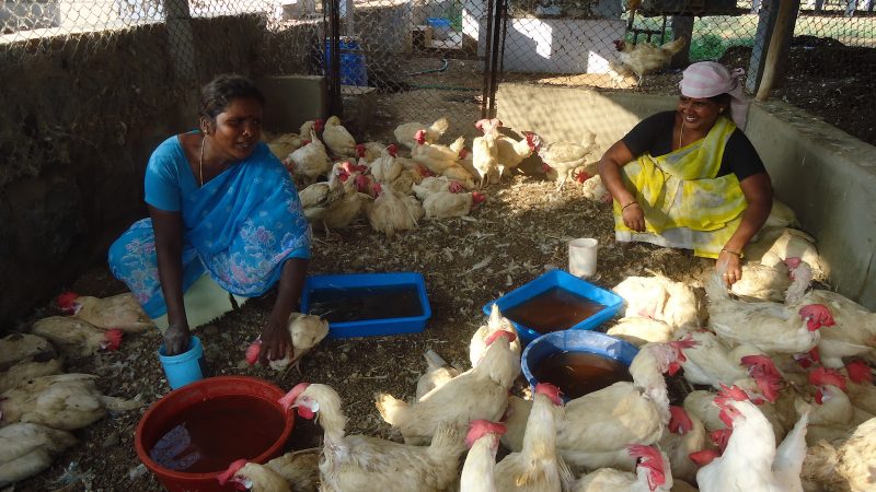 two women with chickens