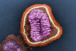 False coloured electron micrograph of an avian influenza virus.