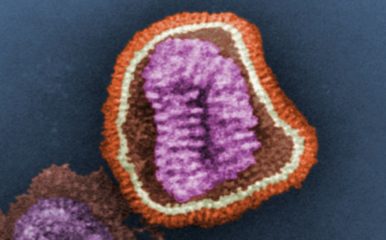 False coloured electron micrograph of an avian influenza virus.
