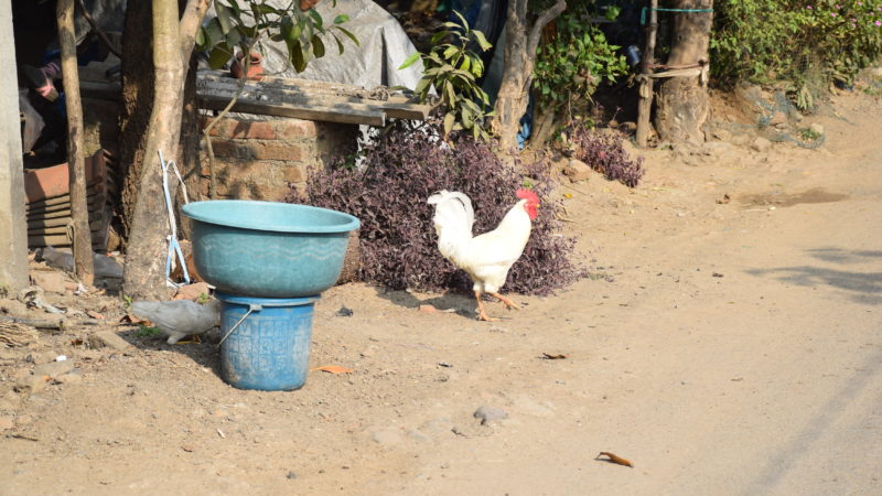 Chicken in a backyard