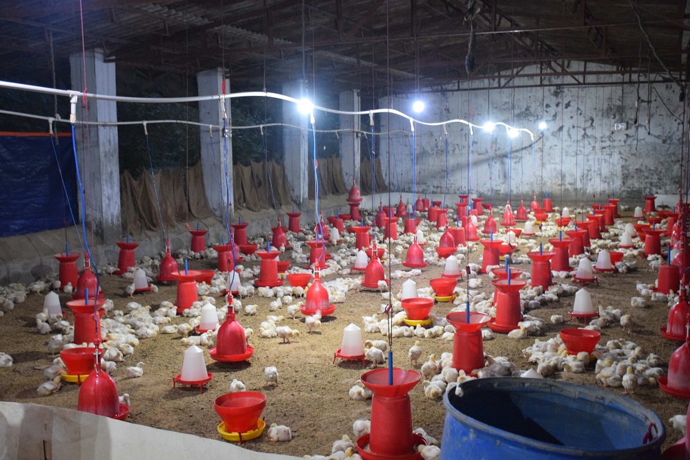 Poultry production in Gujarat