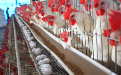 Layer farm in Gujarat