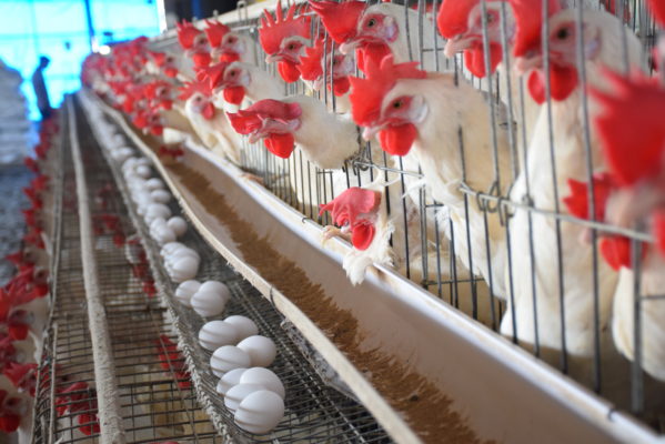 Layer farm in Gujarat