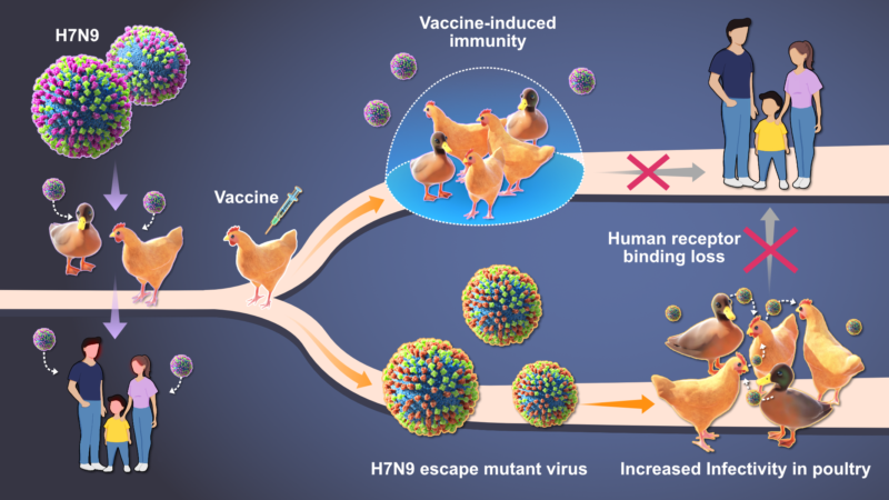 Graphical abstract of Munir et al's paper in JVI