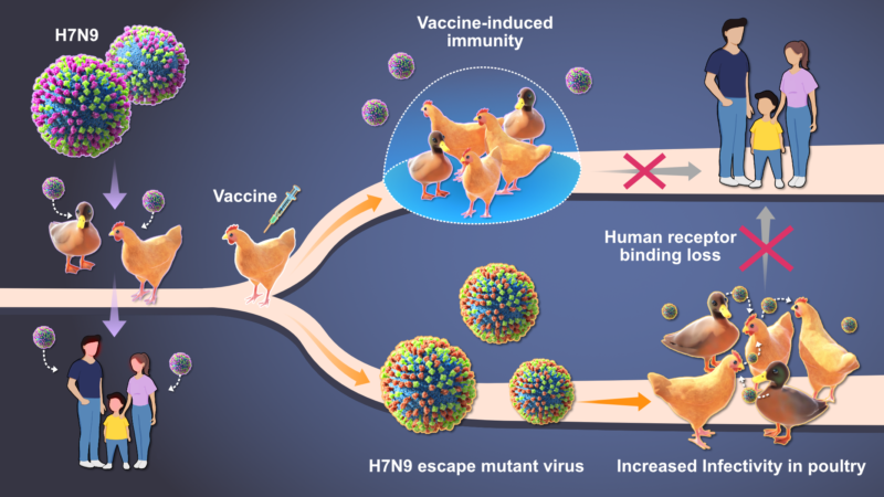 Graphical abstract of Munir et al's paper  in JVI