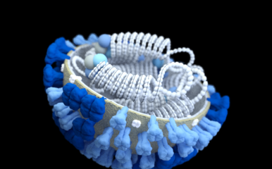 a 3D computer-generated rendering of a half-sliced influenza (flu) virus