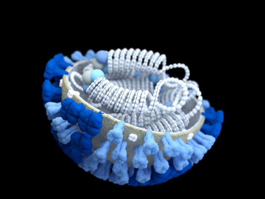 a 3D computer-generated rendering of a half-sliced influenza (flu) virus