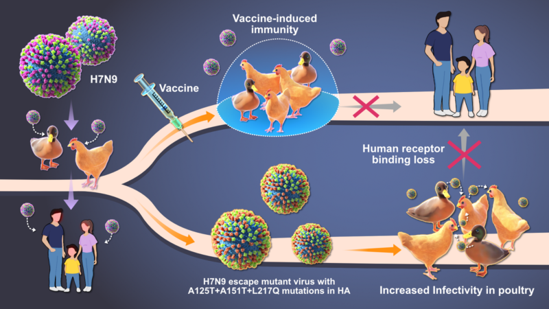 Graphical abstract of Munir et al's academic paper detailing people-t-poultry virus exchange 