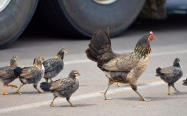 chicken crossing the road