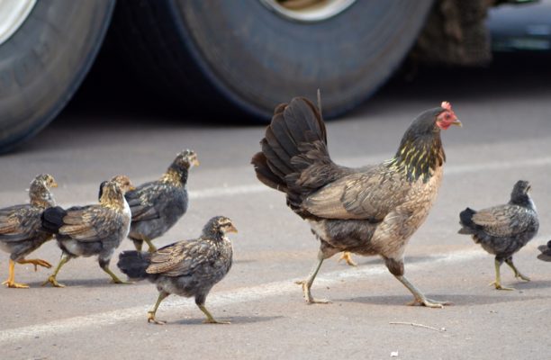 chicken crossing the road