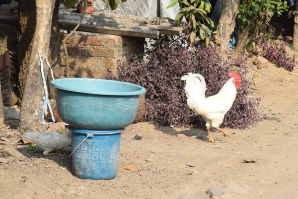 backyard chicken