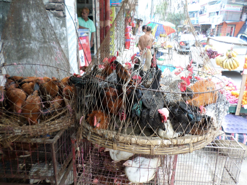Chickens in Live Bird Market 