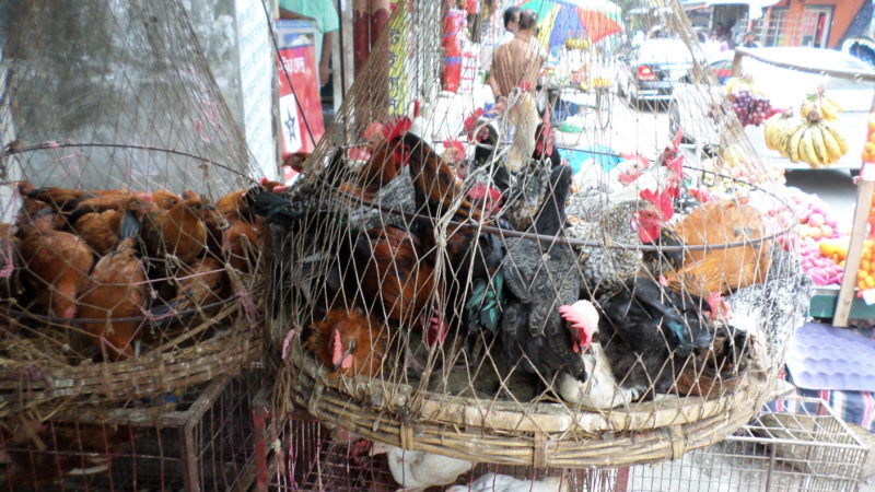 Chickens in Live Bird Market