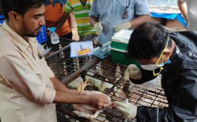 fieldwork in live bird market