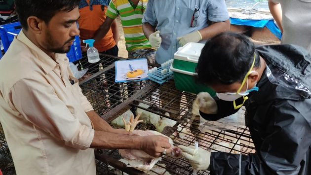 fieldwork in live bird market