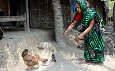 woman feeding chickens