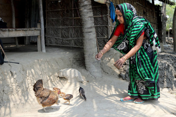 woman feeding chickens