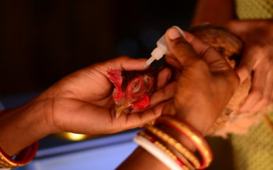 hands vaccinating chicken