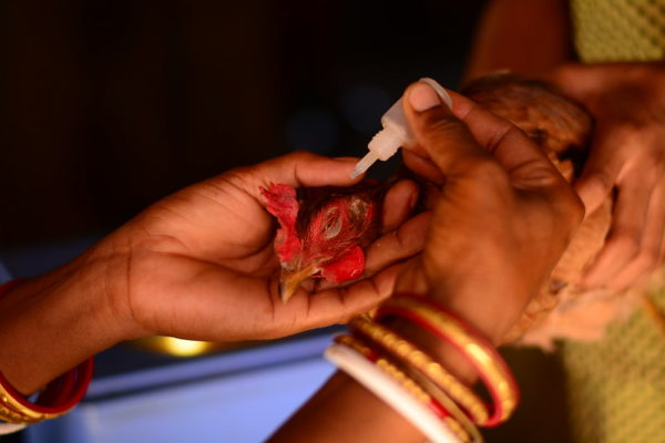 hands vaccinating chicken