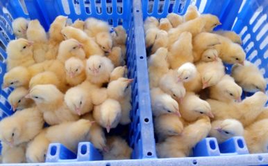 chicks in crates