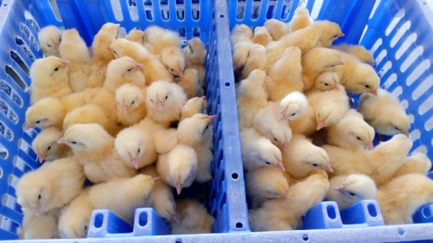 chicks in crates