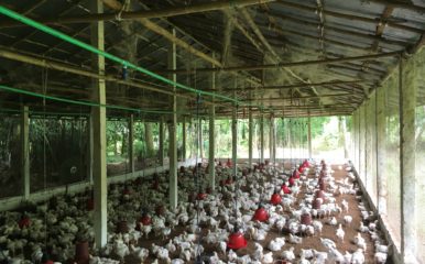 Chicken farm in Bangladesh