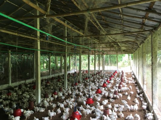 Chicken farm in Bangladesh