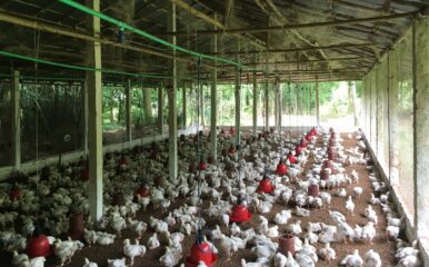 Chicken farm in Bangladesh
