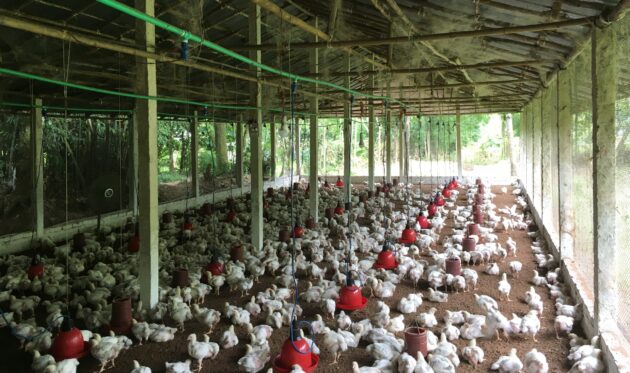 Chicken farm in Bangladesh