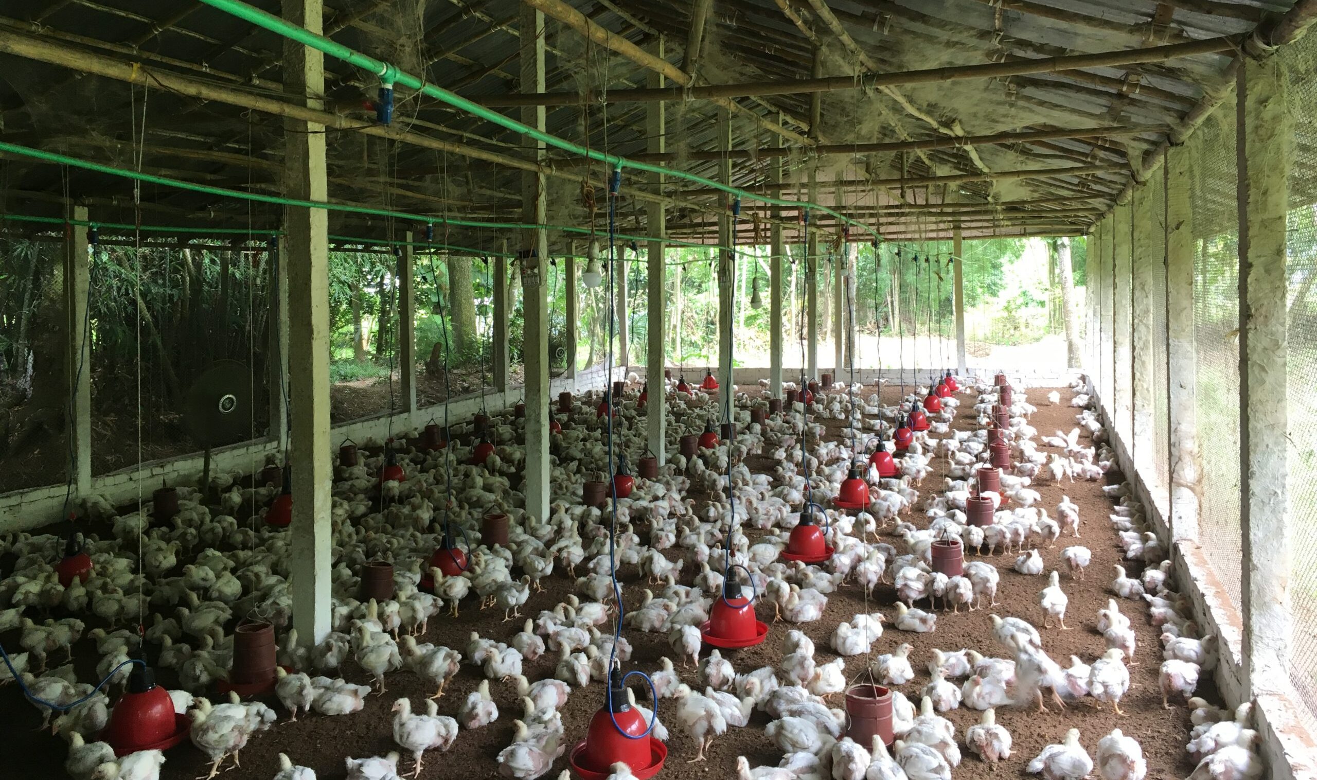 Antimicrobial use in people and in chicken, fish and shellfish farming ...