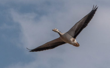 bar-headed goose in flight
