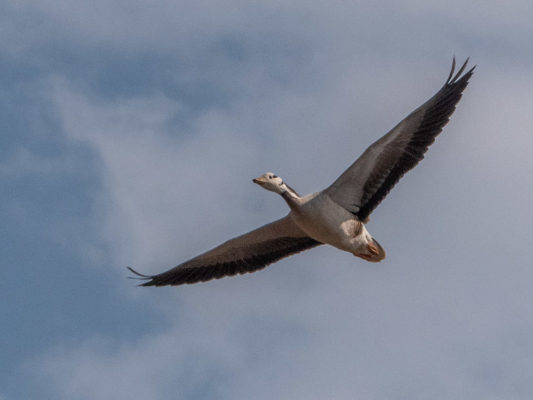 bar-headed goose in flight