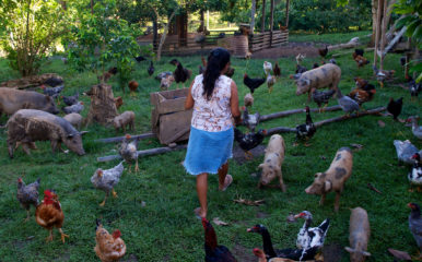 woman feeding mixed livestock in a field