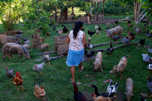 woman feeding mixed livestock in a field