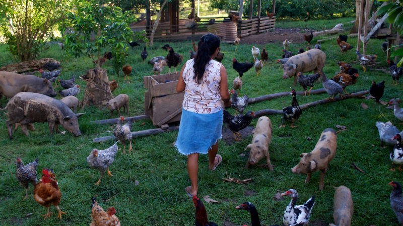 woman feeding mixed livestock in a field