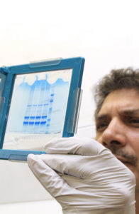 scientist looking at polyacrylamide gel for Flu vaccine