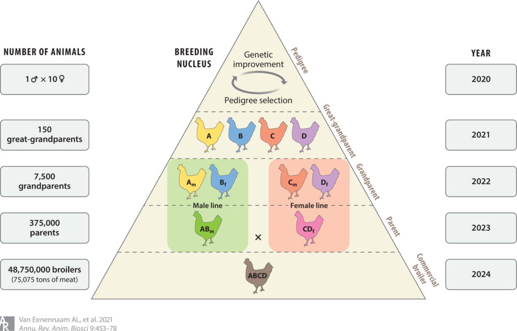 selective breeding diagram