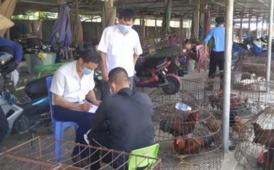 inteviewing in a chicken market