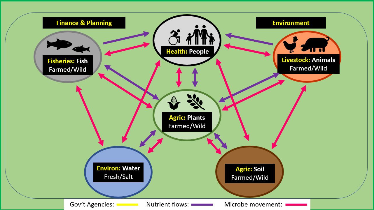Figure showing holistic framing of One Health showing key biological systems and their interactions.