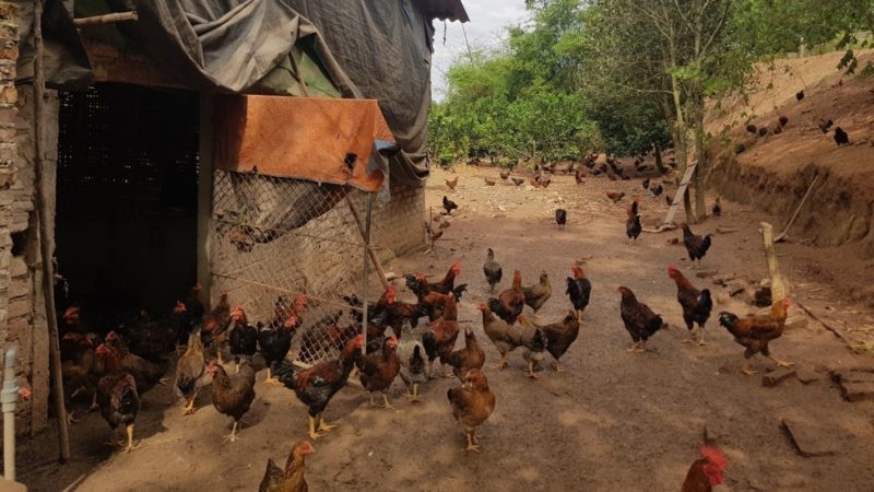 chickens by a shed