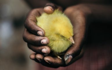 black hands surround a yellow chick