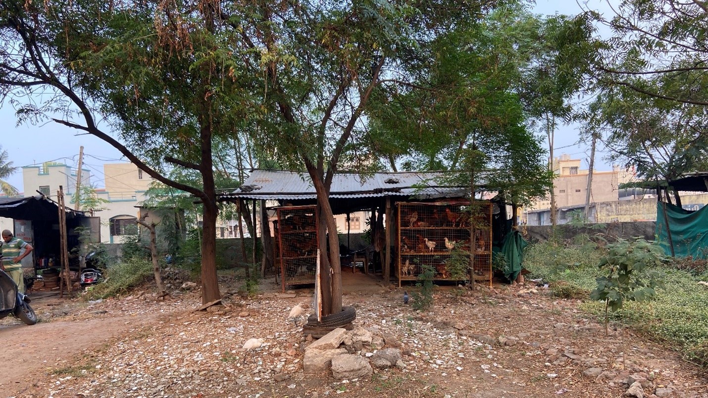 cages of poultry in a live-bird shop in a countrysetting