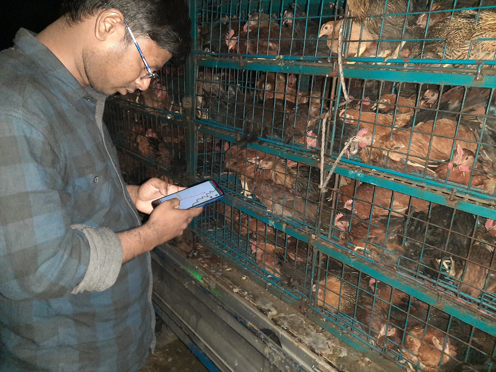 researcher stands by row of chicken cages using mobile phone