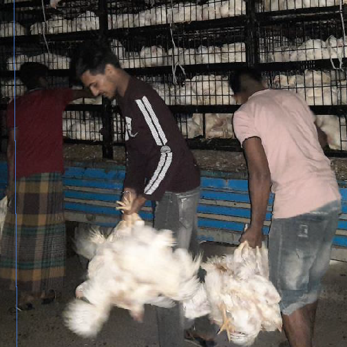 Bangladesh | One Health Poultry Hub