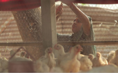 woman with chicks