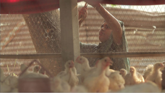 woman with chicks